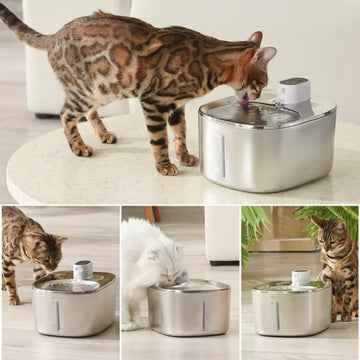 "Transform Your Cat's Health Through Hydration"
